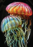 Close-updoublejellyfish