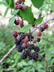 blackberries_bigstock0808 blackberries_bigstock0808