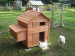 bigstock_Chicken_Coop_3891964 bigstock_Chicken_Coop_3891964