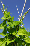 bigstock_Green_beans_plants_25398575