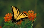 Tiger Swallowtail Butterfly