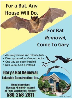Garys Bat Removal