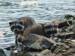 Raccoon