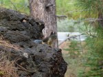 squirrel