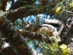 grey squirrel