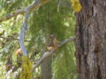 squirrel2