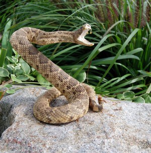 diamondbackrattlesnake-for critters