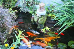 Koi Fish Garden
