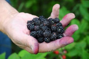 Handfull Of Blackberries