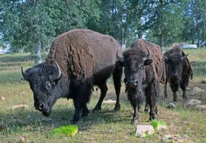 Buffalo4Three buffalo