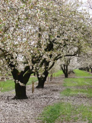 HG_ALMONDtrees in bloomby Debra