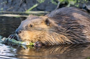Beaver Chewing On A Branch In The Wild