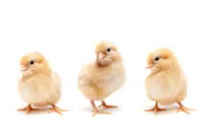 Chicks at Lassen True Value in Westwood