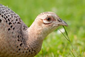 Hen Pheasant close up with blade of grass in bill