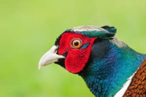 Male Pheasant close up of head with vibrant colours