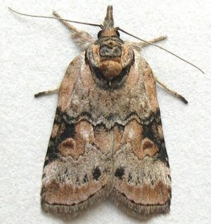 Nycteola n-sp moth