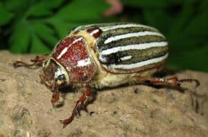 California Beetle