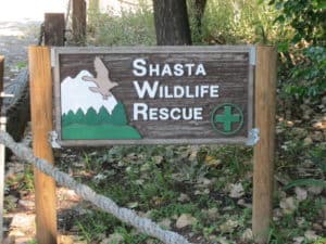 Shasta Wildlife Rescue