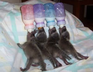bottle feeding raccoons