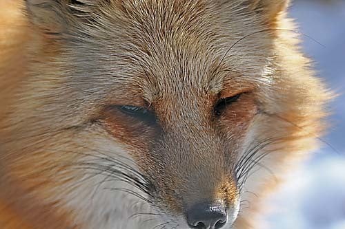 Sierra Nevada Red Fox Found Near Sonora Pass