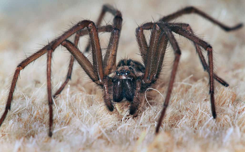 Think before you squish – Spiders in your home