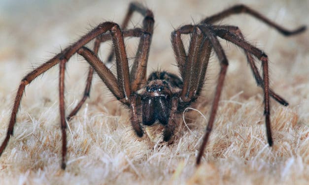 Think before you squish – Spiders in your home