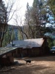 The cabin and the dogs today