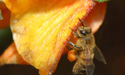 Honey Bees Feeding Us More Than Honey