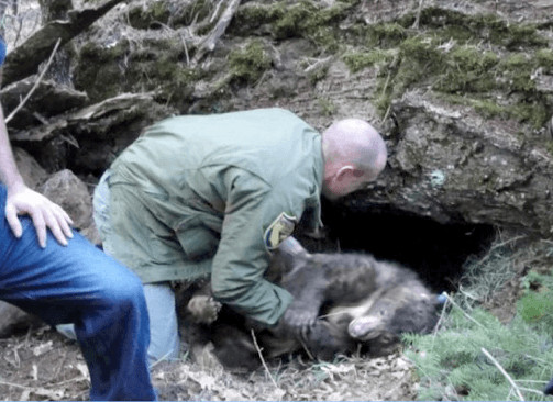 Rescued Bear Cub Returns to Lassen National Forest