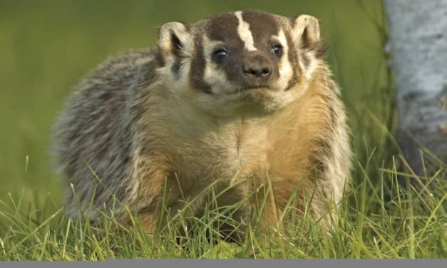 The American Badger