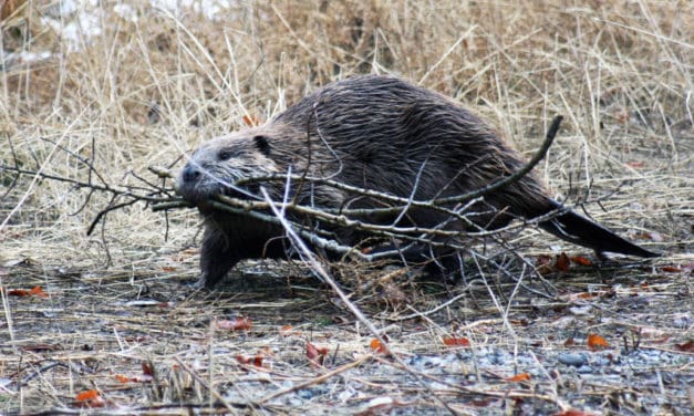 North American Beaver the Busy Builder