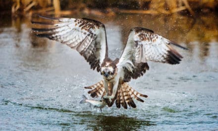 Raptor Rivalry, Fighting Over Fish Bald Eagle vs. Osprey