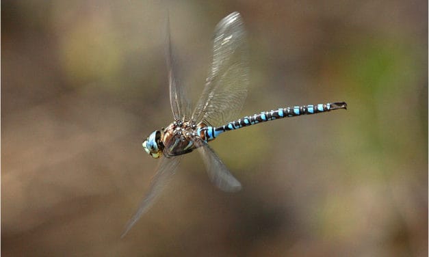 Four Local Dragonflies