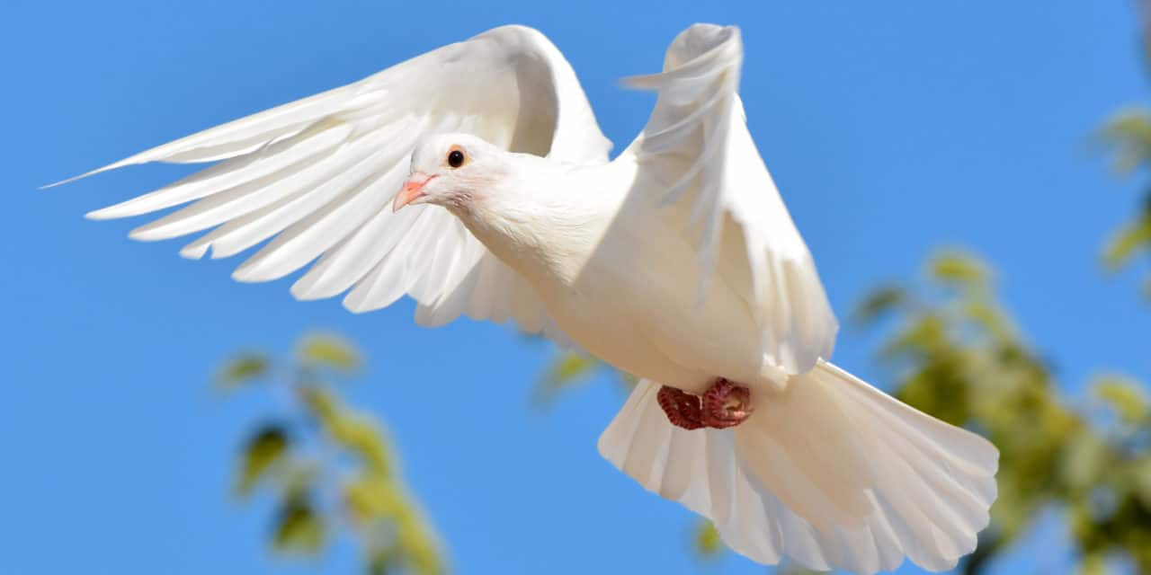 Wondrous White Doves