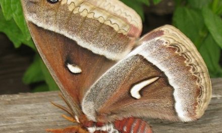 Ceanothus Silk Moth: A Beautiful Moth From A Color Changing Caterpillar.