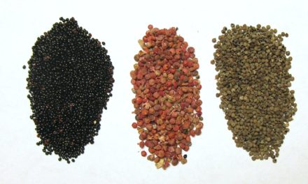 Quinoa’s Cousins Pitseed Goosefoot, Red-root Amaranth, & Red-Seeded Quinoa