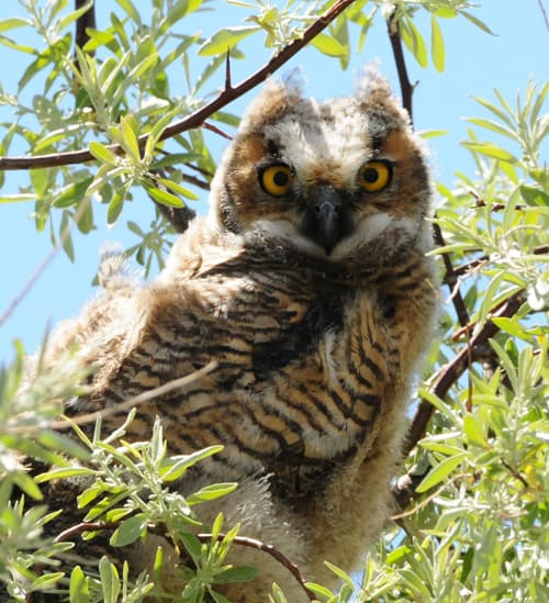 Critters- The Great  Horned Owl