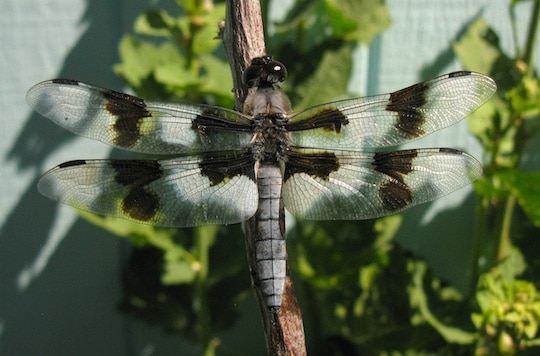 The Eight-Spotted Skimmer Dragonfly