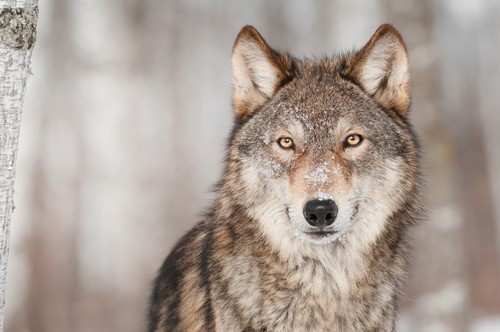 Wolves Return To  Northern California-Shasta & Lassen Packs Confirmed