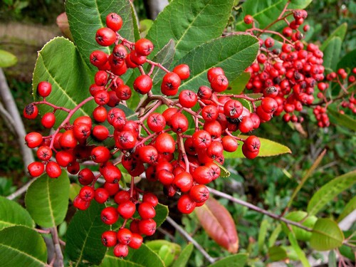 Food From The Wild- Toyon